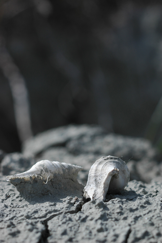 FOSSILI E PAESAGGI FOSSILIFERI